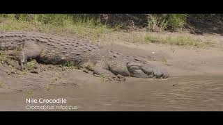 Wildlife of the Serengeti | Cinematic Footage of Lions, Birds, and More