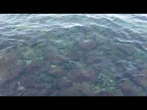 جمال صوت أمواج البحر في جدة ومنظر السمك