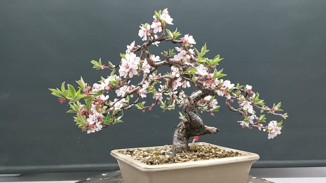 Prunus Tomentosa en plena floració