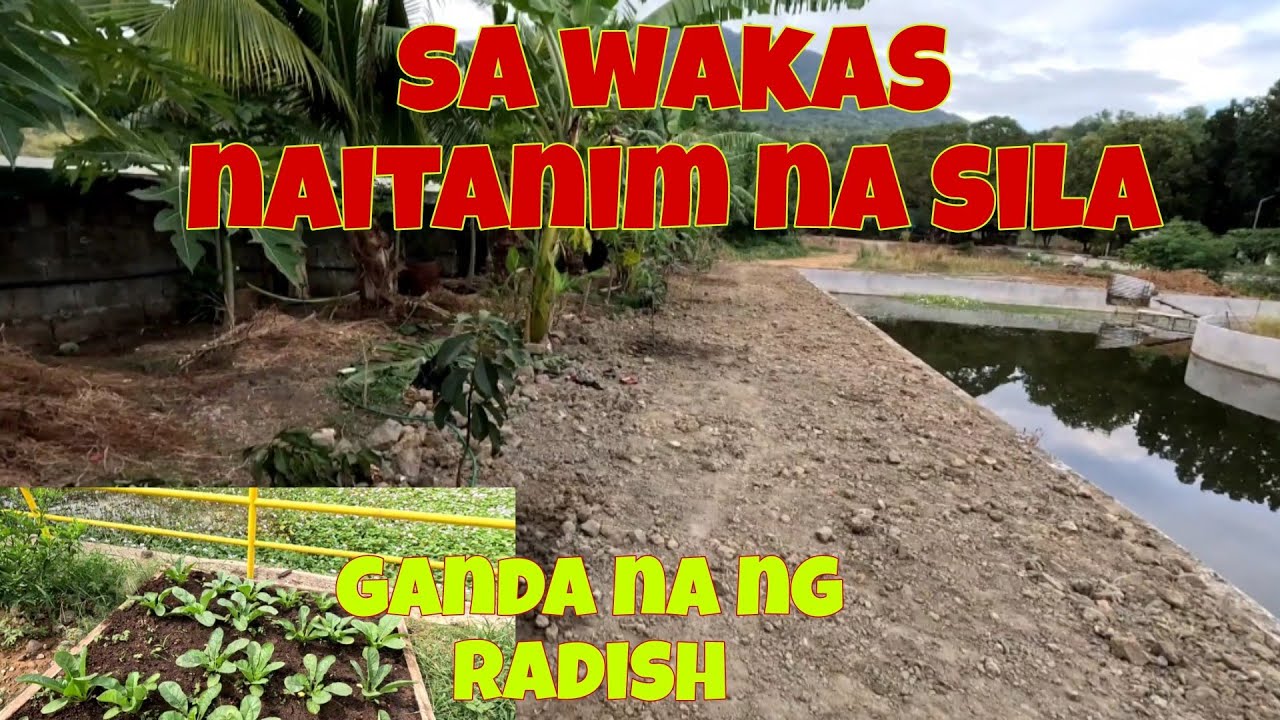Nakatanim na ang mga avocado at rambutan | Paganda na ang mga gulay kahit mainit ang panahon