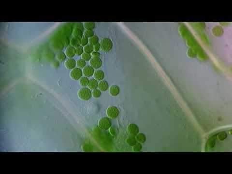 Video: Elodea Canadensis Of Waterinfectie (Elodea Canadensis)