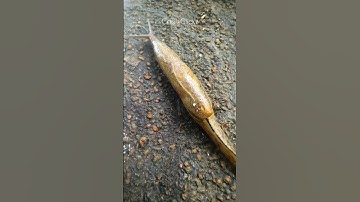 Slow moving Banana slug 🐌 | Shell less snail | Somewhere Southwest
