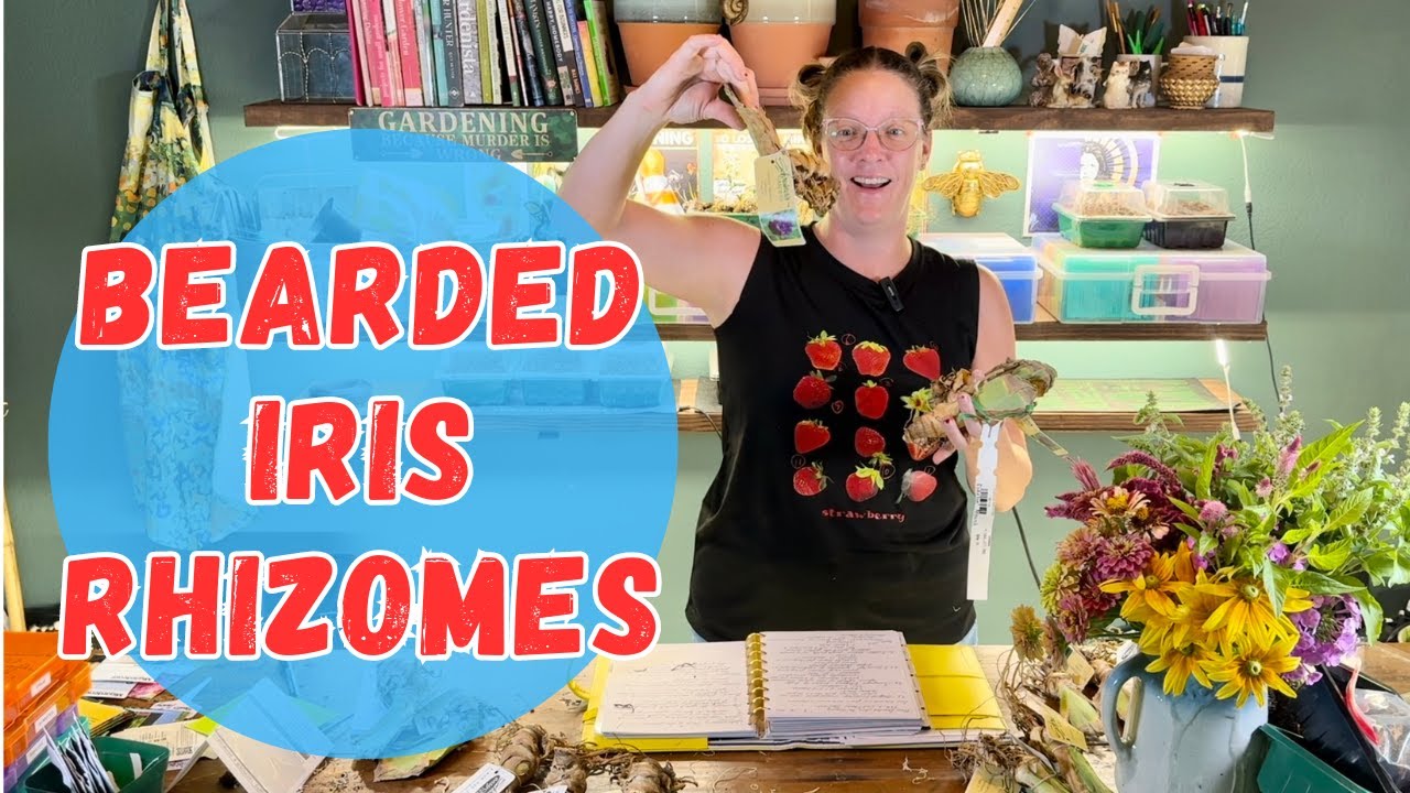14 New Bearded Iris UNBOXING & Cut Flower Harvest & Flower Arranging 🌷🌷🌷