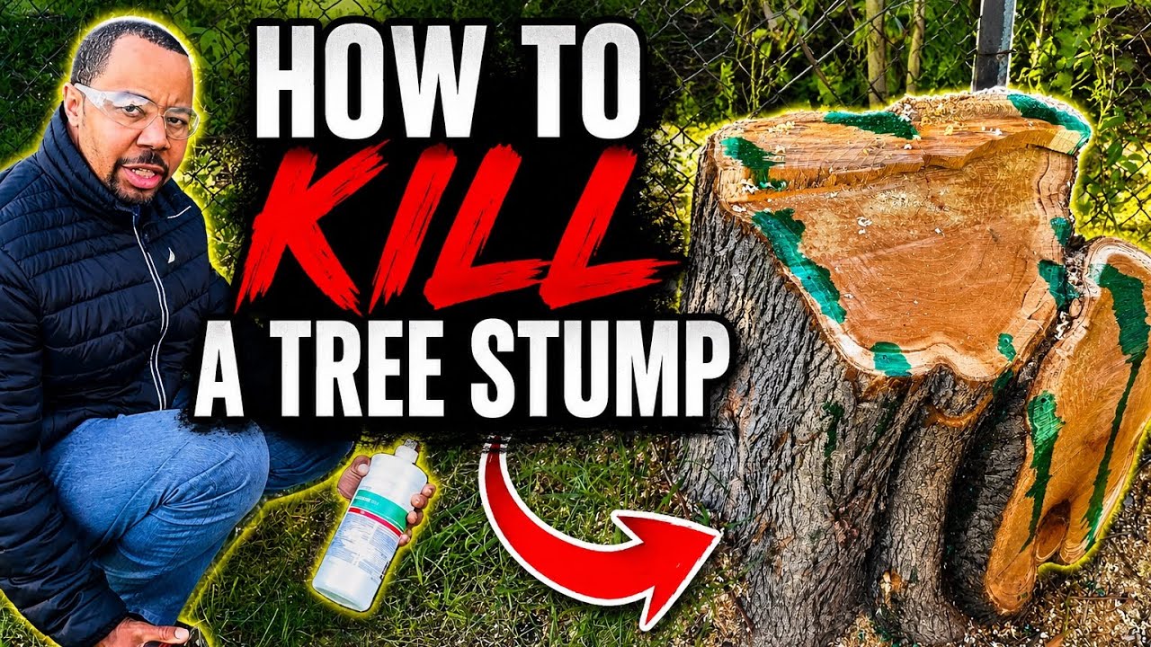 How to kill a tree stump - YouTube