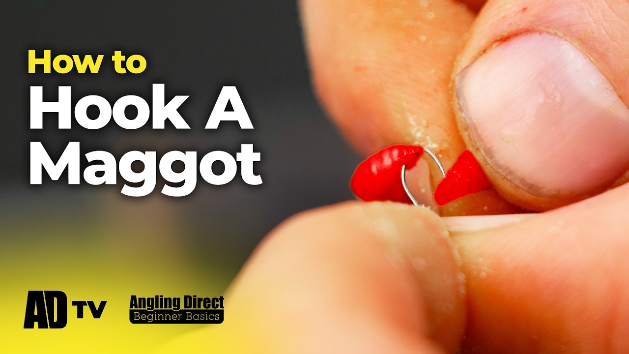 How To Hook A Maggot – Coarse Fishing Beginner Basic - YouTube