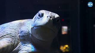 Inside the Giant Ocean Tank