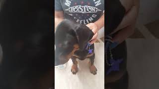 Taping Natural Ears Doberman