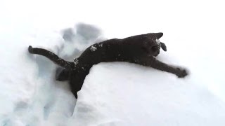 Kittens Discovering Snow For The First Time