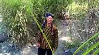 Download lagu Ojo Lamis - Maz Mujib
