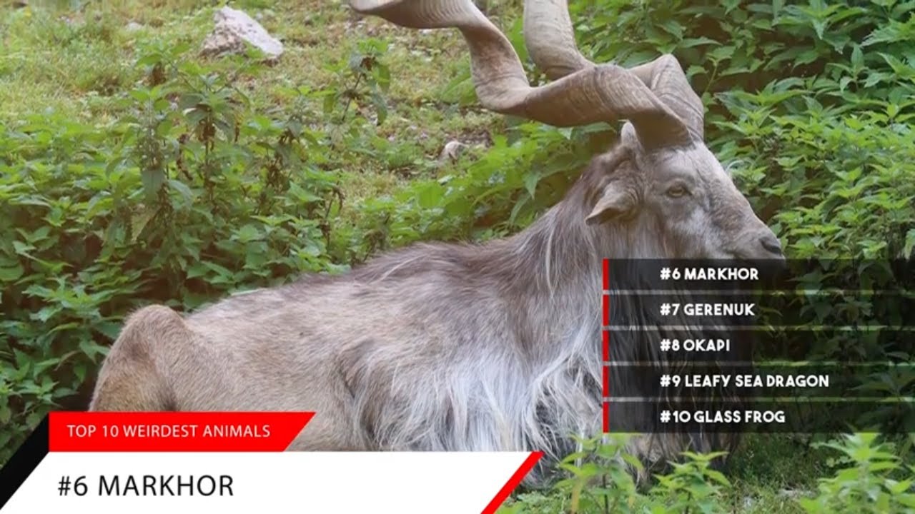 Top 10 Most Rare Animals in The World | Okapi | Gerenuk | Markhor | Echidna | Kinkajou | Lyrebirds