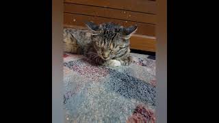 Sleeping Postures 😴😺 by My Endearing Cat 36 views 2 years ago 1 minute, 1 second