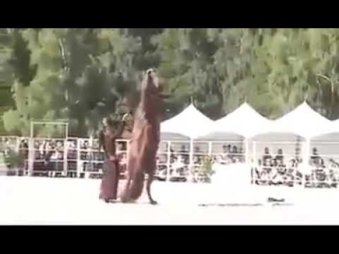 انا كم نصحتك يا صديقي انها متمرده كذبتني الشاعر كريم العراق كاظم الساهر 