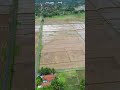Hamparan sawah yang indah di desa melaui drone #shorts #sawah