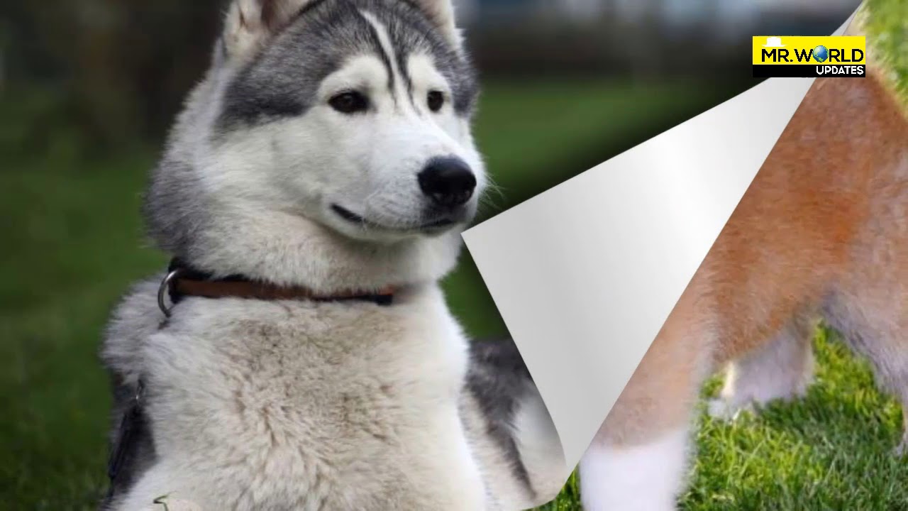 most beautiful dog in the world 2017