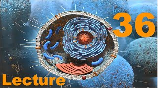 Lecture 36, Thiamine Pyrophosphate