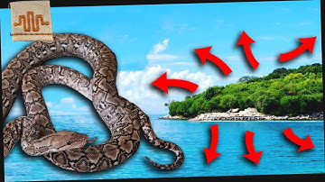 The Little Snake that’s Taking Over the World | KALATOA