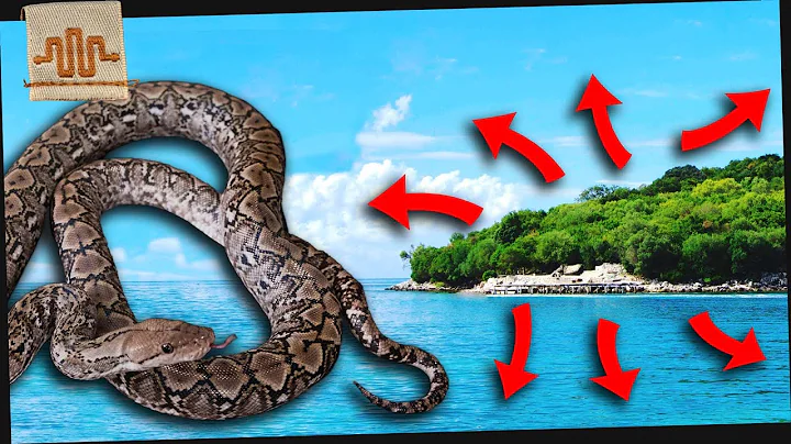 The Little Snake that’s Taking Over the World | KALATOA