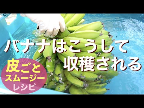 皮まで食べられる！1本100円の無農薬国産バナナ栽培【内田農園】 - YouTube