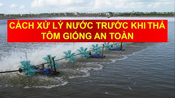 Chủ Vuông Vlogs | Cách xử lý nước trước khi thả tôm giống cho an toàn - nuôi tôm thẻ - phần 2