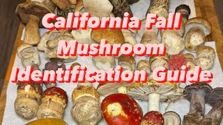 California Fall Mushroom Identification Guide: Quick Overview of Edible and Toxic