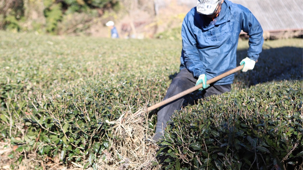 Organic and CHAGUSABA Japanese Green Tea — From Tea Fields to Your Cup, Grown in Living Soil