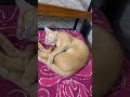 Adorable cat