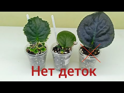 Почему укорененный лист фиалки не дает деток? Причины и решение!