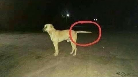 Ultimate "India is Not for Beginners" Compilation Part 1