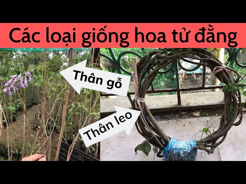 Video Tử đằng thân gỗ và thân leo | hoa tử đằng nở đầy trên... - youtube