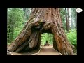 Trees  incredible amazing  wonferful indian trees