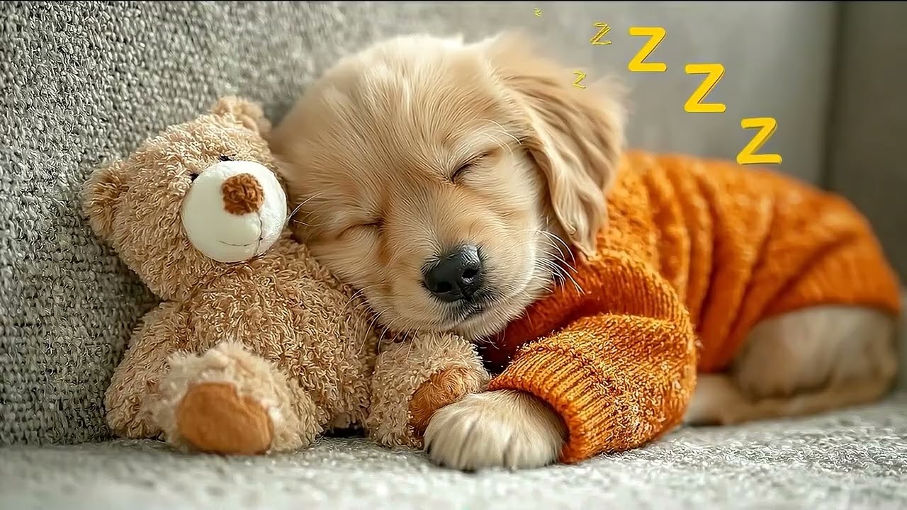 Calm Bedtime Music for Dogs 🐾 Soft Anti-Stress Sounds for Relaxation and Better Sleep Tonight