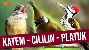 MASTERAN MURAI | KOMBINASI PLATUK BAWANG - CILILIN - KAPAS TEMBAK