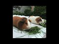 Cute Guinea Pigs Eating Grass