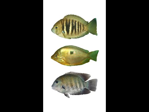 Video: Vrste rib in njihovi habitati