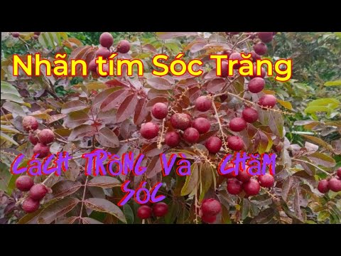 Video cách trồng cây nhãn tím Sóc Trăng trong chậu, cây nhãn... - youtube