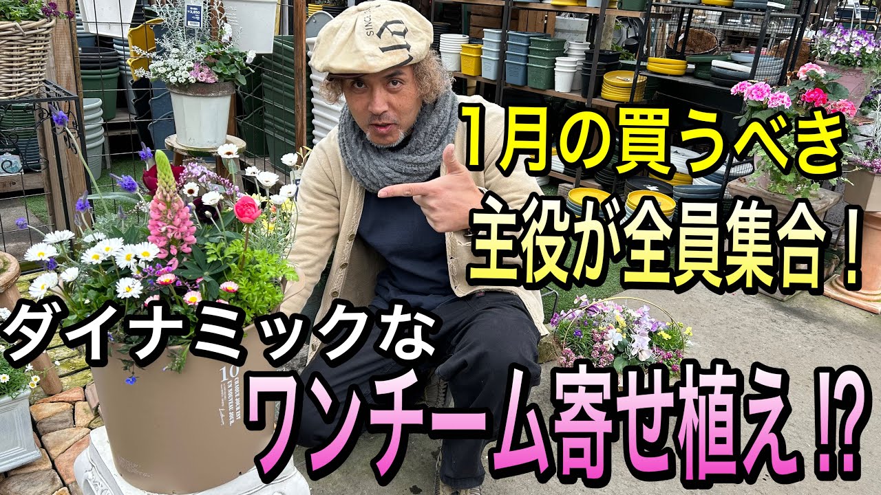 寄せ植え】1月買うべき主役を1鉢にまとめたら…お花畑のような寄せ