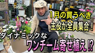 寄せ植え】1月買うべき主役を1鉢にまとめたら…お花畑のような寄せ