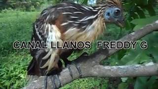 Opisthocomus hoazin.Otra tipica ave de de los llanos.