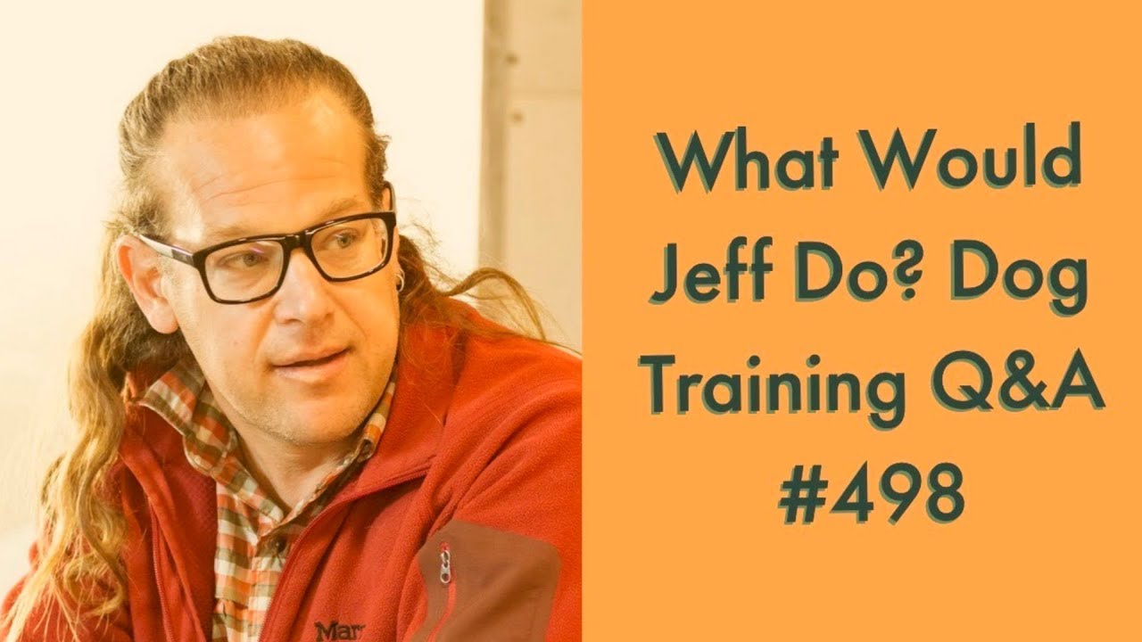 dog trainer in delhi Stop a dog from redirecting | Eliminate Dogs barking | What Would Jeff Do? Dog Training Q & A #498