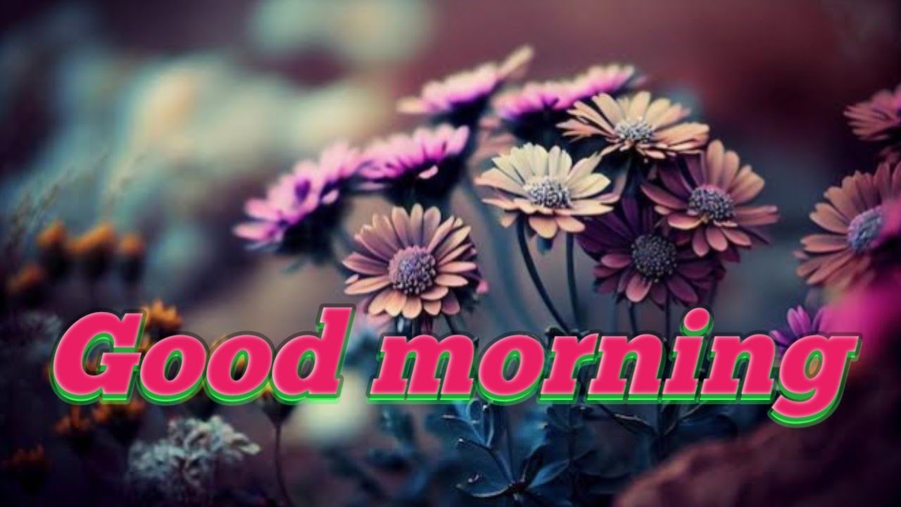 good morning video💘| whatsapp status video | beautiful flower 🌺🌹| 