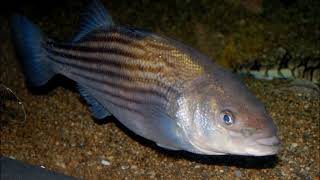 Facts: The Striped Bass