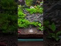 Gioia Shrimp Jelly Artemia : La friandise idéale pour vos crevettes et poissons ! #aquarium #shrimp