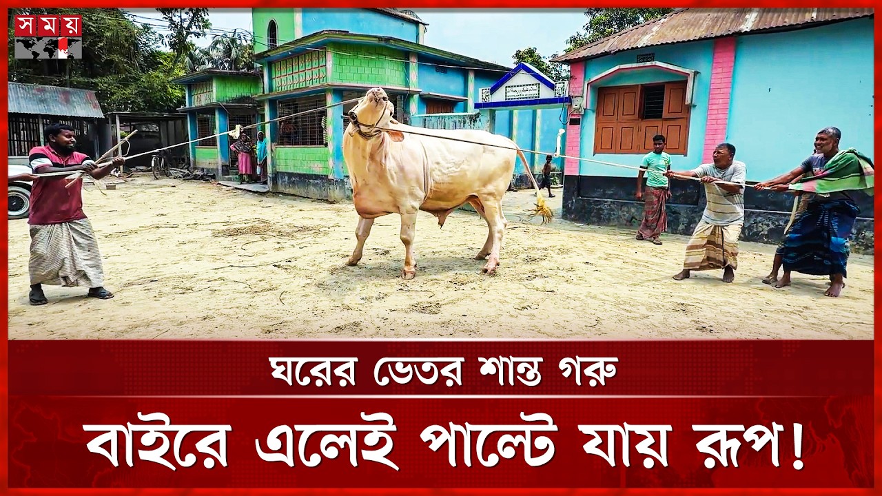 ট্রাম্প আর নেতানিয়াহু’র পর এবার আলোচনায় পাবনার ‘সাদা সুলতান’ | Qurbani Cow | Sada Sultan | Somoy TV