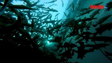 VN-TQNTB | Nuôi trồng Thủy Hải sản