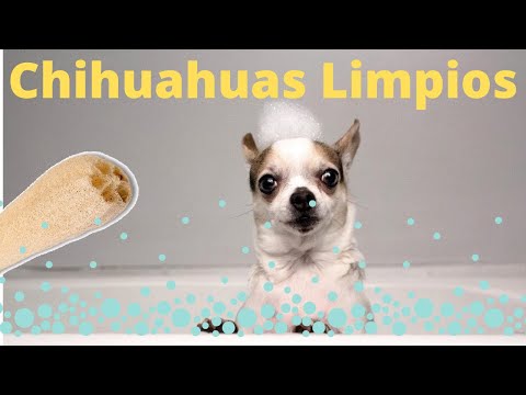 Video: Cómo Bañar A Un Chihuahua