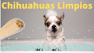 ¿Como Bañar A Un Perro Chihuahua Cabeza De Venado O Manzana?