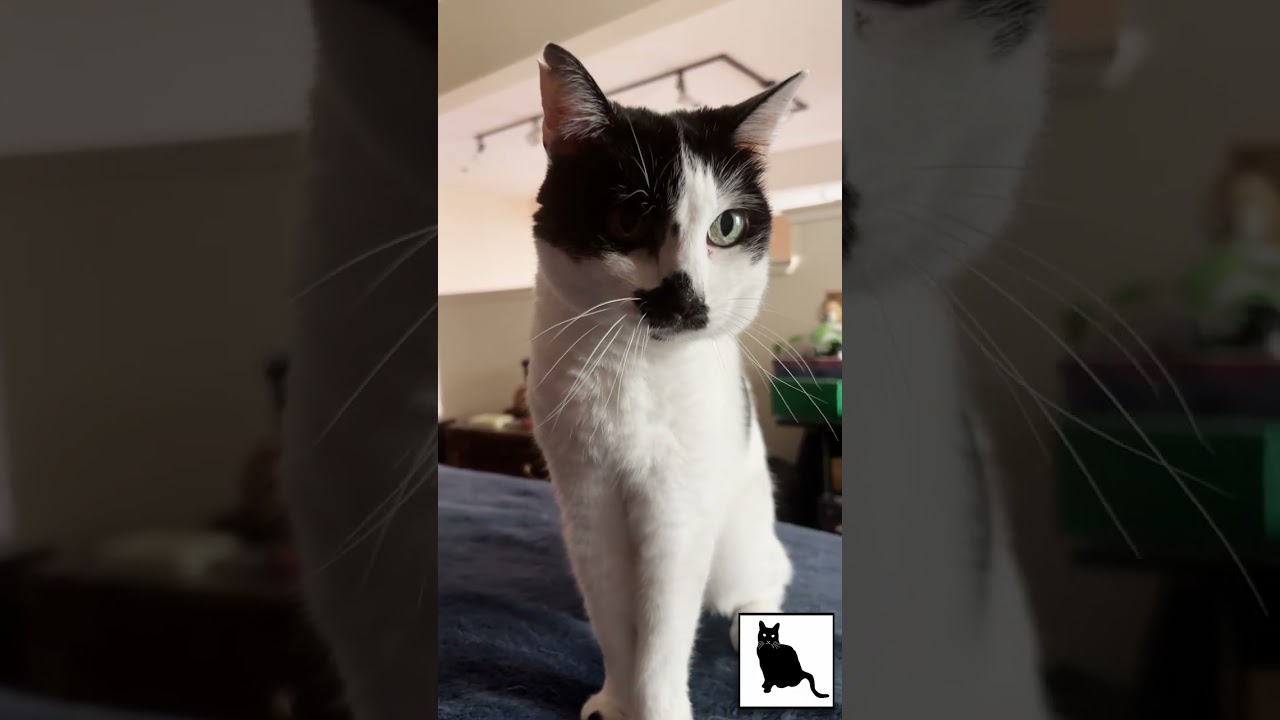 Come for the MEOW, stay for the PURR!  Sam Sam on #Caturday