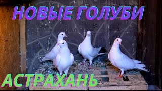 Новые голуби на полигоне!