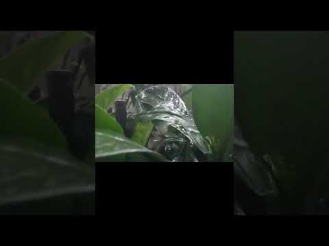 Heavy rain in Singapore