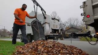 Leaf Collection